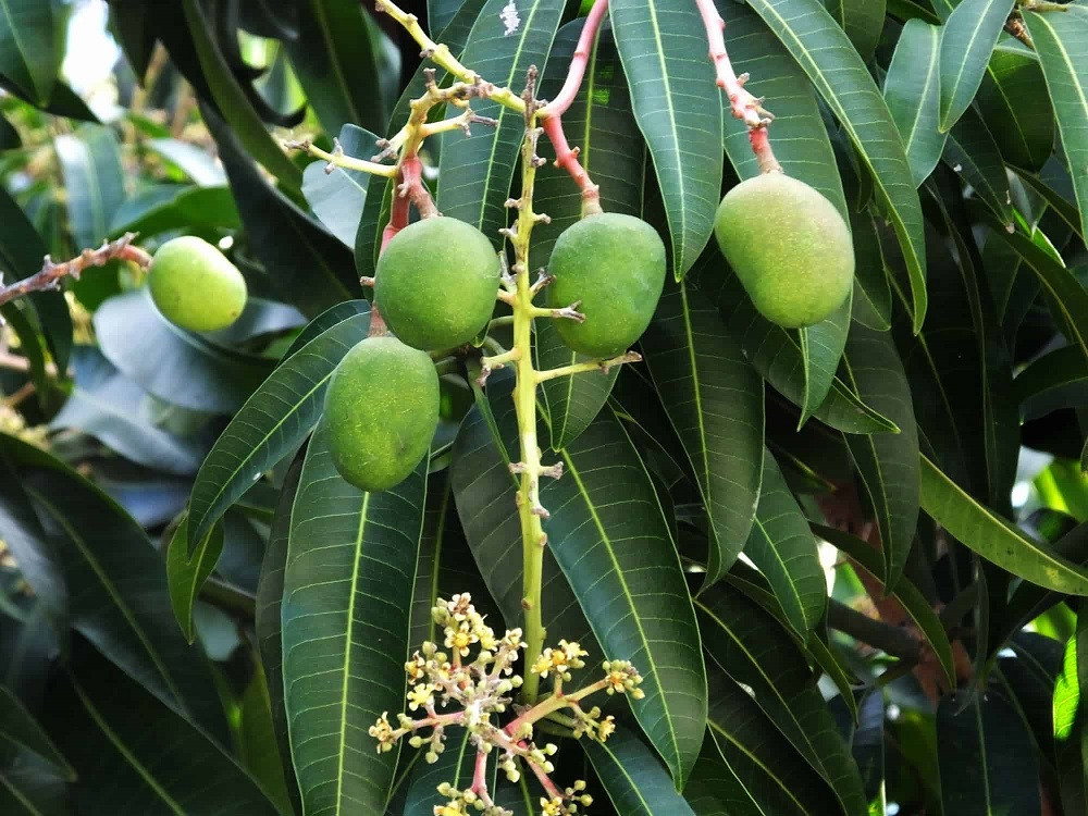 धनुषामा बढ्यो आँप उत्पादन, यो वर्ष फल्यो २३ हजार १ सय मेट्रिकटन