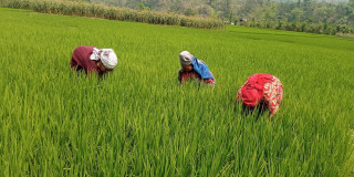अनुकूल वर्षाले धानखेती लहलहाउँदो