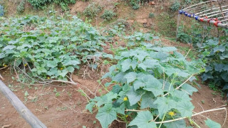 बेमौसमी तरकारी बाली उत्पादन परीक्षणमा जुट्यो सुन्दरबजार