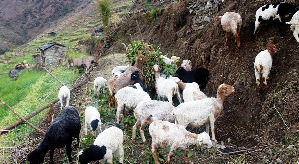 भेडापालनमा रमाइरहेका तमानखोलाका २५ वर्षीय सिजन