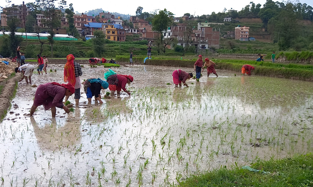 पनौतीमा जेठमै रोपाइँ