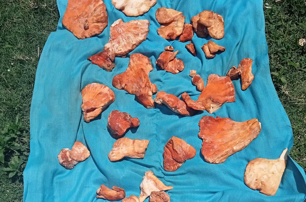 आम्दानीको स्रोत बन्दै जंगली च्याउ, वार्षिक दुई लाखसम्म कमाउँछन् स्थानीय