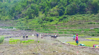 ‘रोपाइँ गर्न ढिलाइ भइसक्यो, खेतमा पर्याप्त पानी छैन’