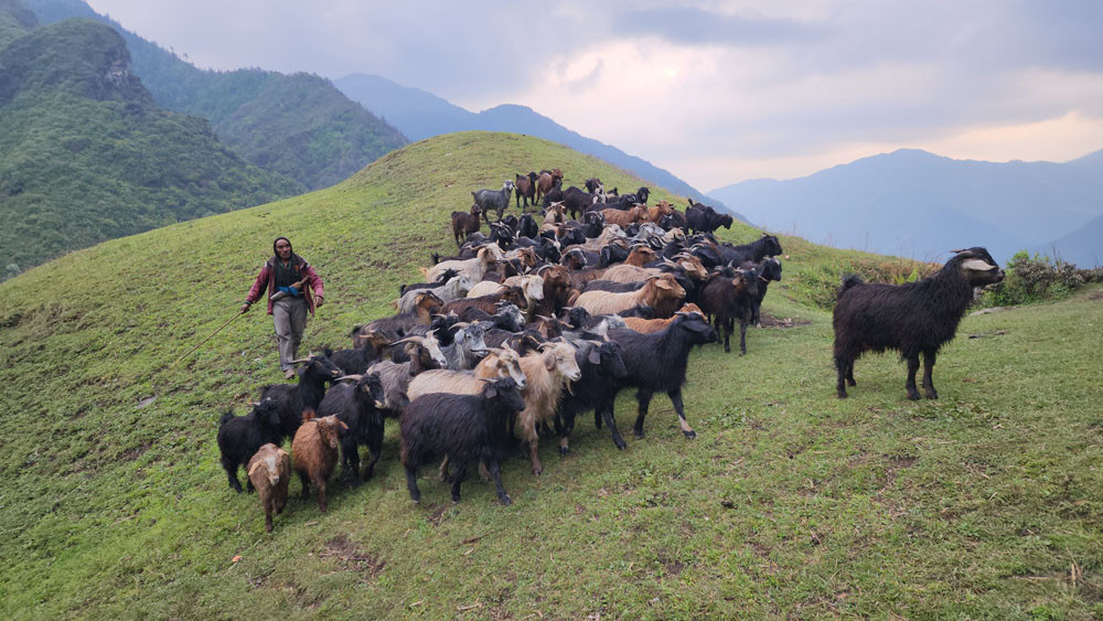 लेकमा बाख्रा चराउँदै