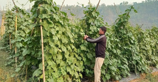 कृषिमा आत्मनिर्भर हुन बागमतीमा ११ पकेट क्षेत्र बनाउने तयारी