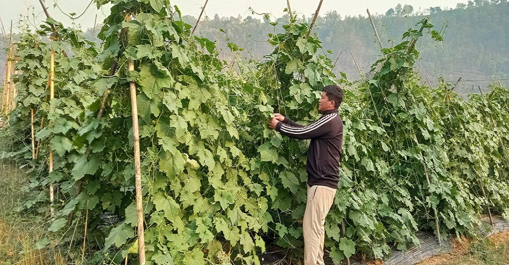 कृषिमा आत्मनिर्भर हुन बागमतीमा ११ पकेट क्षेत्र बनाउने तयारी