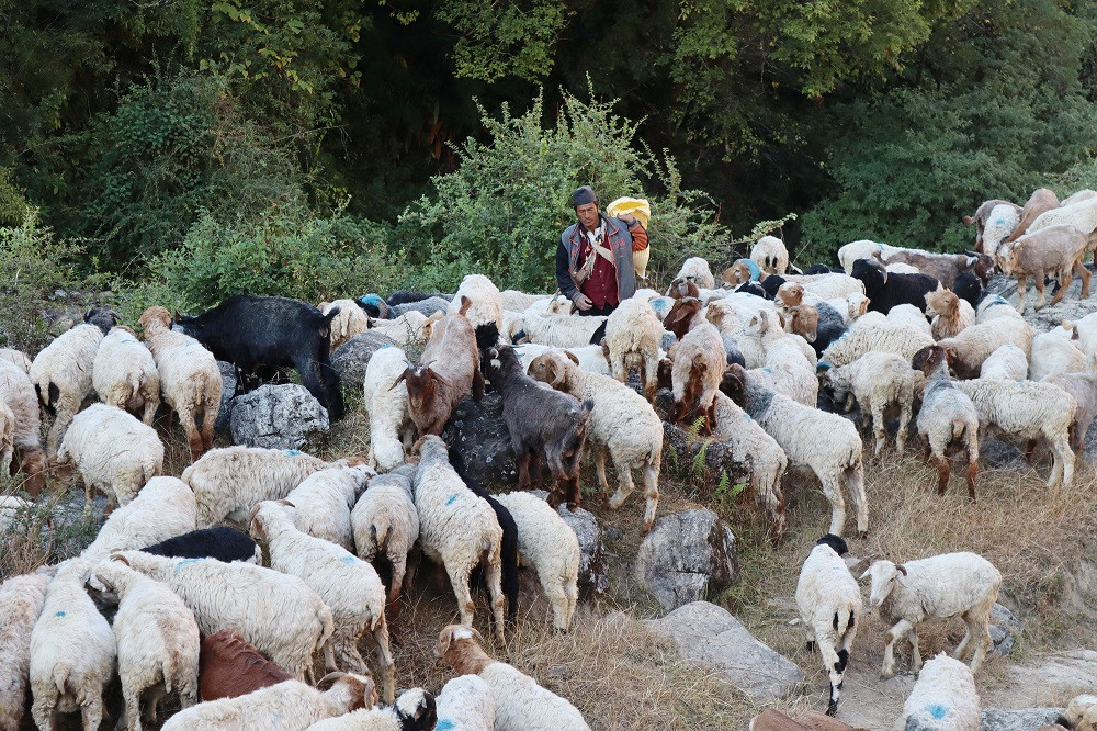 जंगलमै बित्छ भेडा गोठालाको जीवन