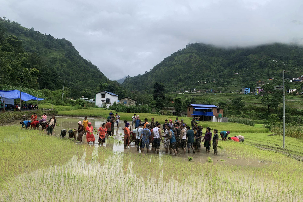 सधैँ सिँचाइ र मलको पीरले छैन असार १५ को रौनक 