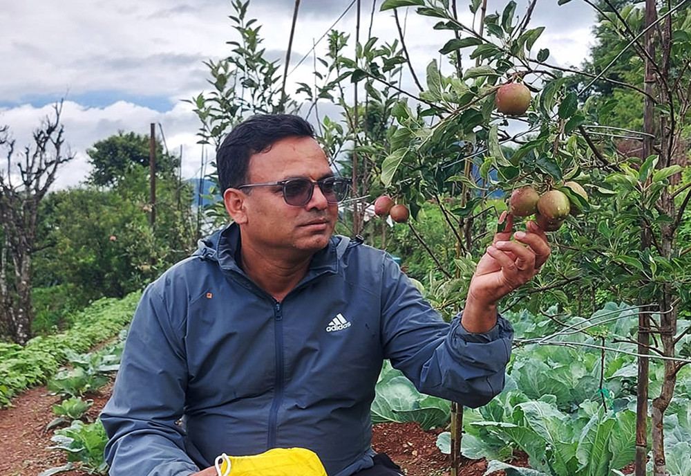 अर्नाकोटमा बिरूवा लगाएको एक वर्षमै फल्यो स्याउ 