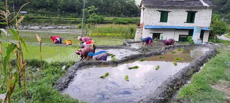 हराउँदै रोपाइँको मौलिकता : हराउँदै गए असारे भाका