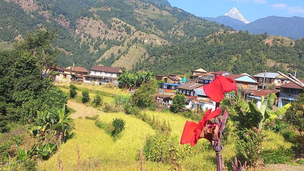 ‘जेठोबुढो’सहित कास्कीका कृषि उपज खाद्य कम्पनीले किन्ने