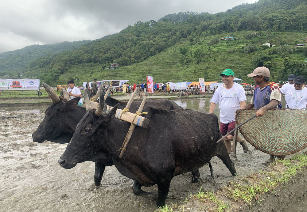 असारसम्ममा गण्डकीमा ६७ प्रतिशत मात्र रोपाइँ