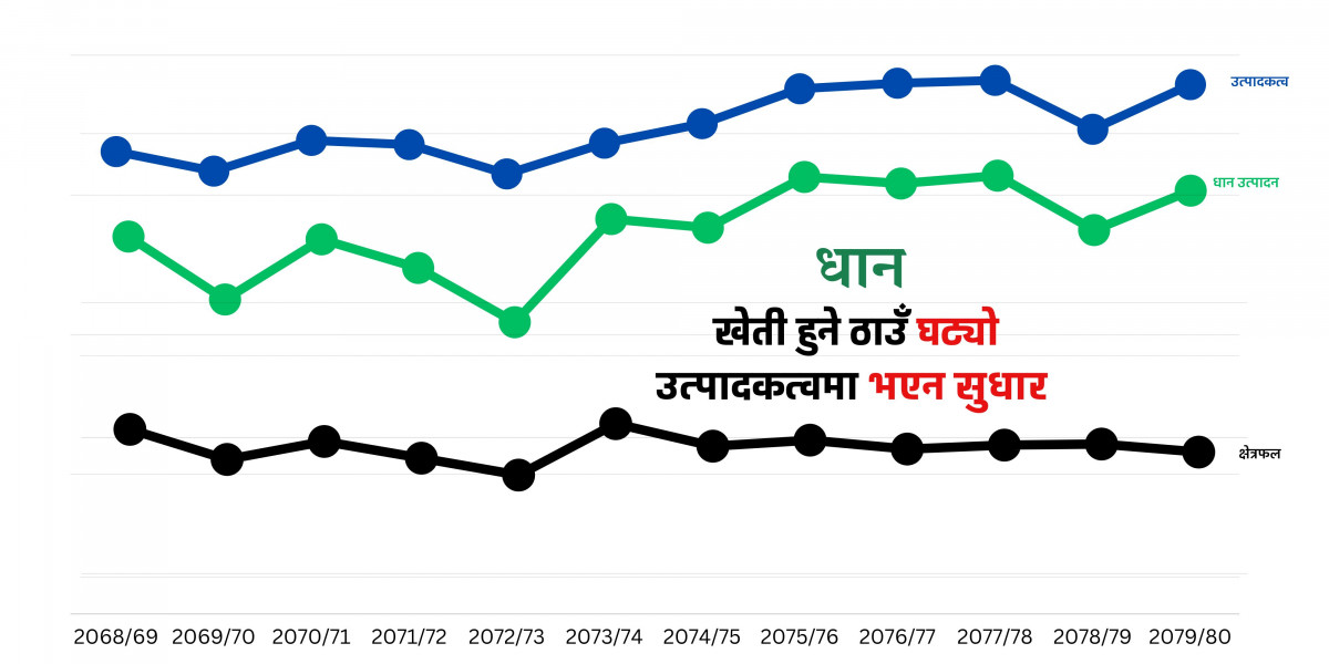 धान उत्पादन : पाँच वर्षमा खेती हुने क्षेत्रफल ३ प्रतिशत घट्यो, उत्पादकत्वमा पनि भएन सुधार 