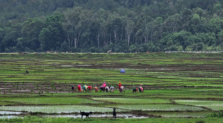 कर्णालीमा घट्यो कृषि उत्पादन