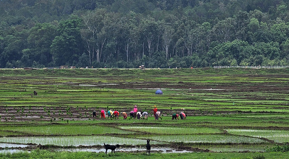 कर्णालीमा घट्यो कृषि उत्पादन