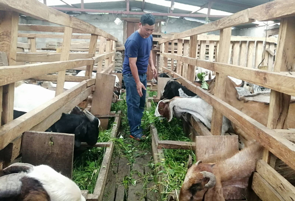 खानीगाउँका २६ परिवार, सबैले गरिरहेका छन् बाख्रापालन