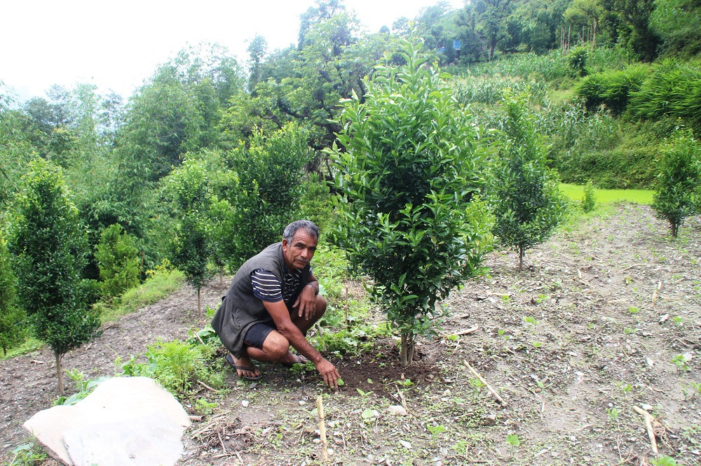 परम्परागत खेती छाडेर व्यावसायिक फलफूल खेतीतर्फ मंगलाका किसान