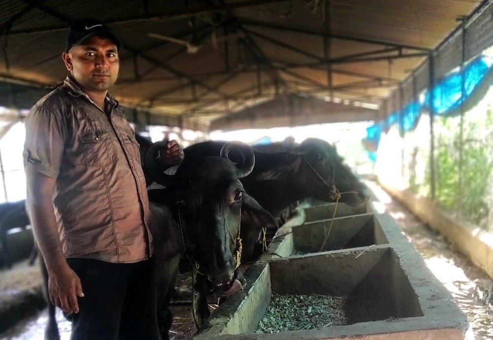 रोजगारीका लागि तीनवटा देश पुगेर फर्किएका राजकुमार : पशुपालनमा लगानी, मासिक तीन लाख आम्दानी