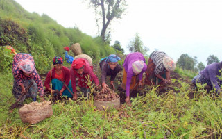 हराउँदै अर्मपर्म