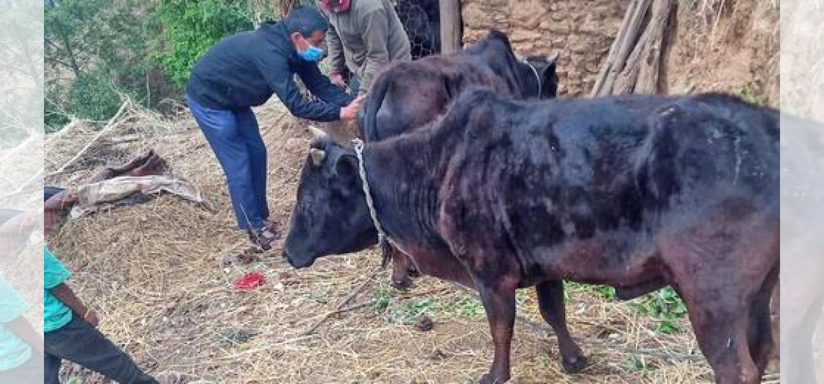 महामारीमा सरकार मूकदर्शक : लम्पी स्किनबाट २५ लाख पशु संक्रमित हुने,  १ खर्ब क्षति पुग्ने प्रक्षेपण