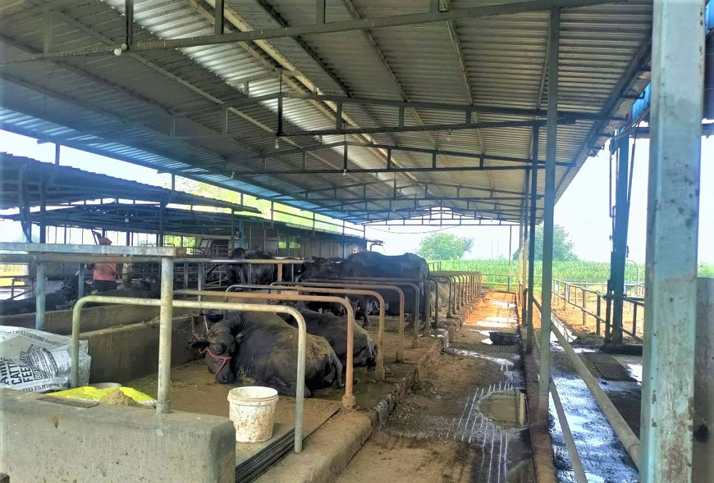 बंगुर, बाख्रा र कुखुरापालनबाट वार्षिक २० लाखसम्म आम्दानी
