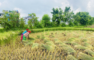 लम्बियो मनसुन, तत्काल धान नकाट्न तथा काटेको भए भित्र्याइहाल्न मौसमविद्‌को आग्रह