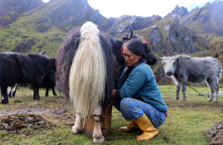 उच्च हिमाली क्षेत्रमा याकको दूध