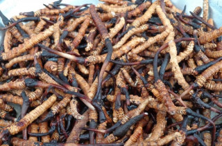बहुउपयोगी यार्सा : बन्दैछ ठूलो कारोबारको क्षेत्र, आयआर्जन तथा रोजगारीका अवसरमा वृद्धि