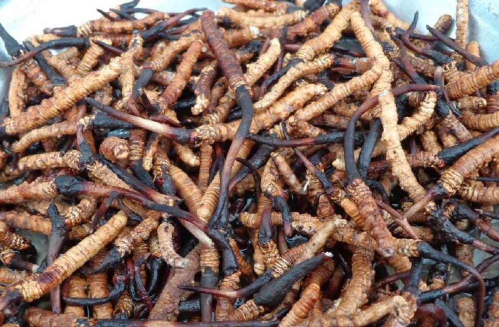 बढ्दै छ गलैँचा, यार्चागुम्बा र अम्रिसो निर्यात