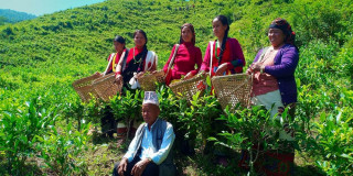 वनमारा झारले ढाकिएको पाखो बन्यो चिया बगान