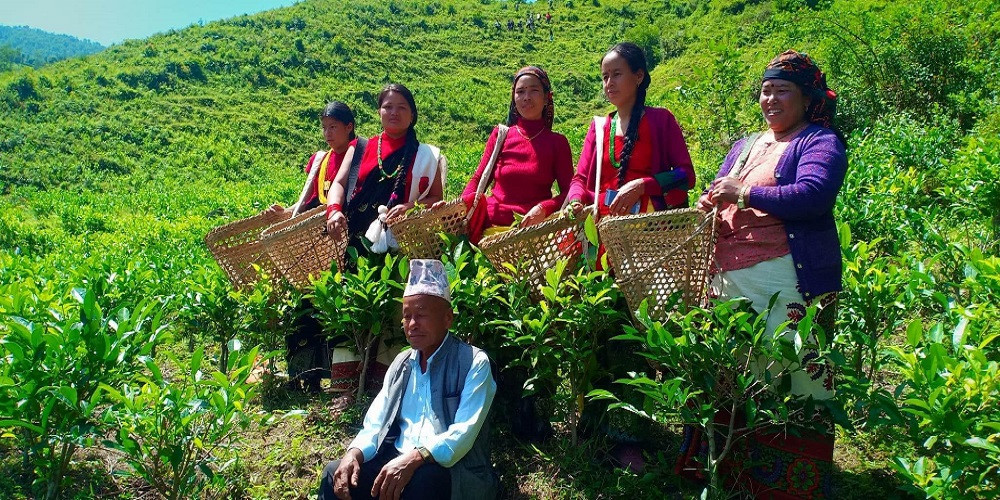 वनमारा झारले ढाकिएको पाखो बन्यो चिया बगान