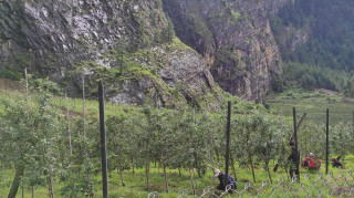 फुल्न लागेका स्याउका बोटमा बर्सातको असर, उत्पादन घट्ने प्रक्षेपण