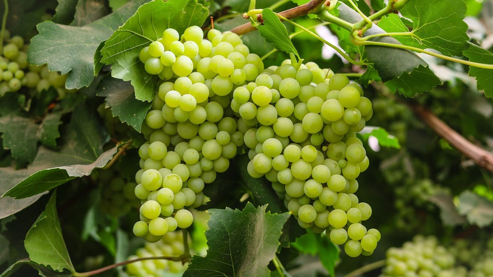 किसानलाई व्यावसायिक बनाउन फलेवासमा ‘बिरुवा हाम्रो, फल तपाईँको कार्यक्रम’
