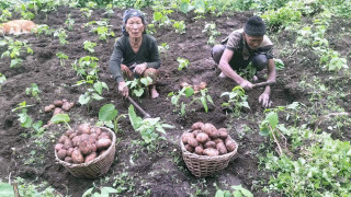 आलु उत्पादनमा अब्बल बन्दै बम्घाको टाहाटिम