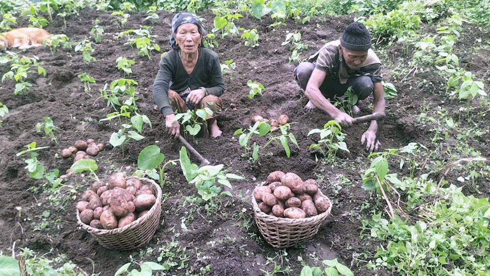 आलुखेतीमा डढुवा कीराको संक्रमण, किसानलाई उत्पादन घट्ने चिन्ता