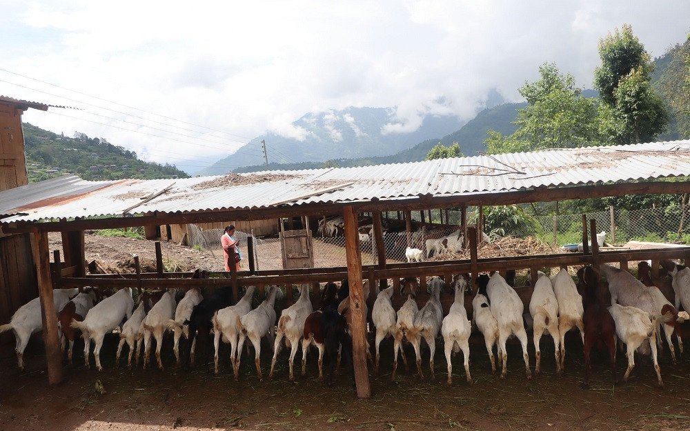 स्वदेशमा कोरियाको सीप र लगानी, गर्छन् मनग्य आम्दानी