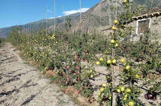 गण्डकीमा ५७२ रोपनी क्षेत्रमा स्याउखेती विस्तार