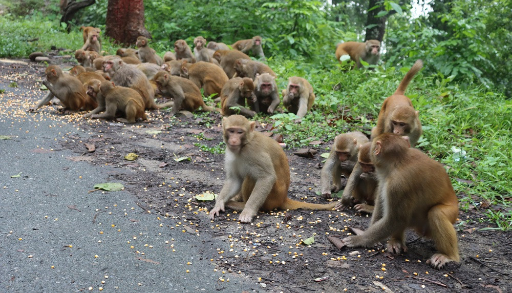 बाहुनडाँगीमा हात्तीभन्दा बढी बाँदर आतंक, खेतबारी र घरमा भण्डारण गरिएका अन्नबाली खाइदिँदा स्थानीय हैरान