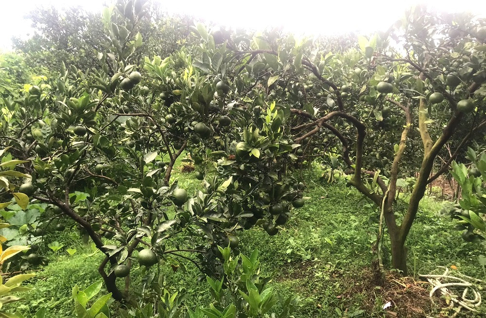 बाँसखर्कको सुन्तलाखेतीमा असिनाले क्षति, आगामी वर्ष उत्पादन घट्ने चिन्ता