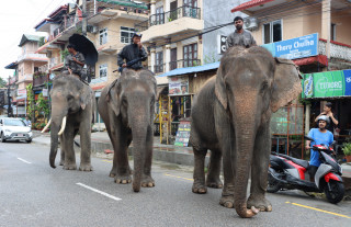 सौराहमा पर्यटक छैनन्, चलेन हात्ती सफारी