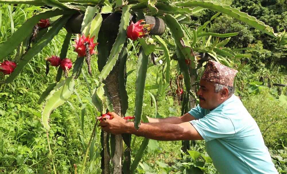 ड्रागनबाट राम्रो आम्दानी लिँदै धादिङका किसान