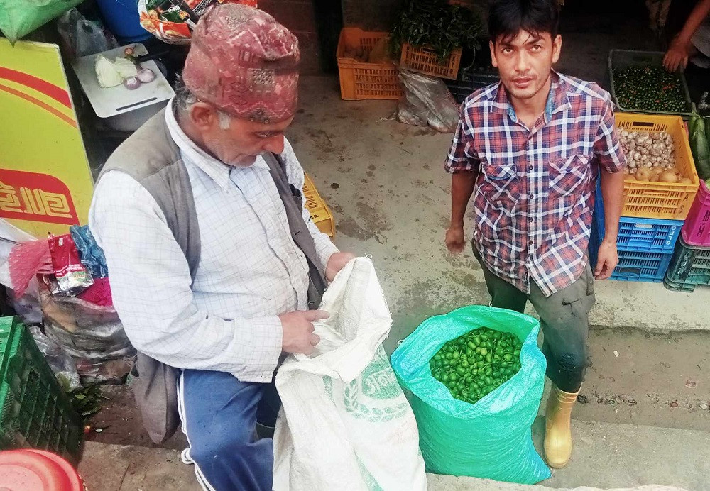 अकबरेको व्यावसायिक खेतीबाट वार्षिक पाँच लाखसम्म आम्दानी गर्छन् भोजपुरका किसान