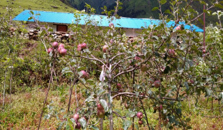 स्याउखेतीमा भविष्य खोज्दै बागलुङका किसान, सघाउँदै पालिका