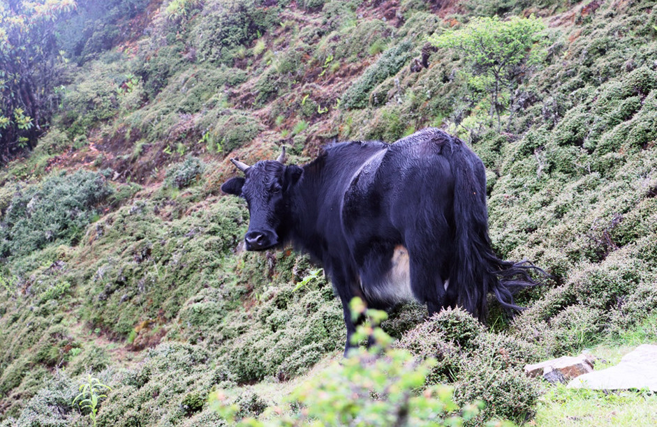 सन्दकपुरमा व्यावसायिकरुपमा चौँरीपालन, वार्षिक ५ लाखसम्म आम्दानी
