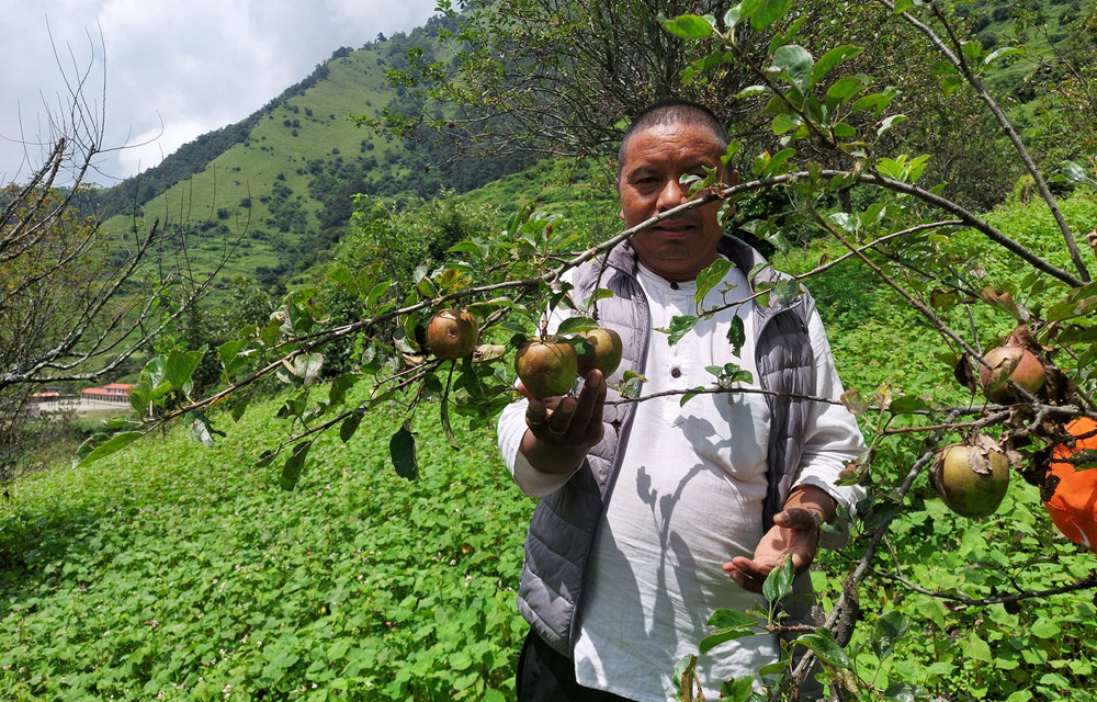 बाँझो जमिनको झाडी फाँडेर स्याउ बगैँचा, सफल भयो गुर्जामा स्याउखेतीको परीक्षण 
