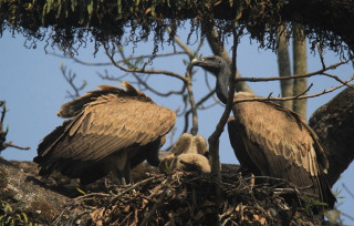 गिद्धका लागि वासस्थान गम्भीर चुनौती बन्दै