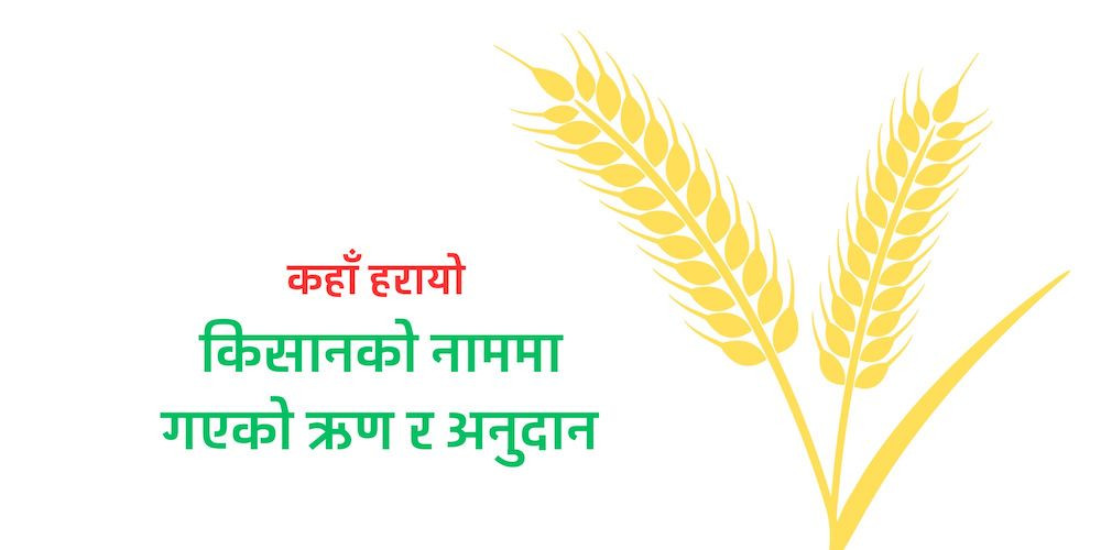 कृषि कर्जाको दुरुपयोग : वास्तविक कृषकले बैंकबाट ऋण नपाएपछि सहकारी र साहुको भर