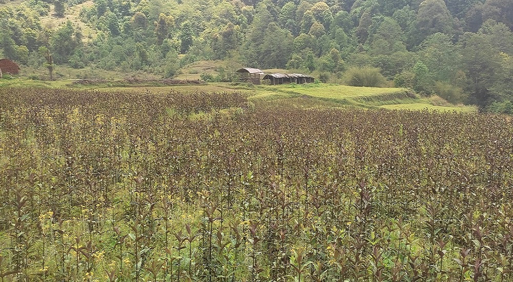 चिराइतोबाट वार्षिक १५ लाखसम्म आम्दानी गर्छन् भोजपुरका किसान