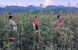 भिन्डीले बजार नपाएपछि समस्यामा किसान