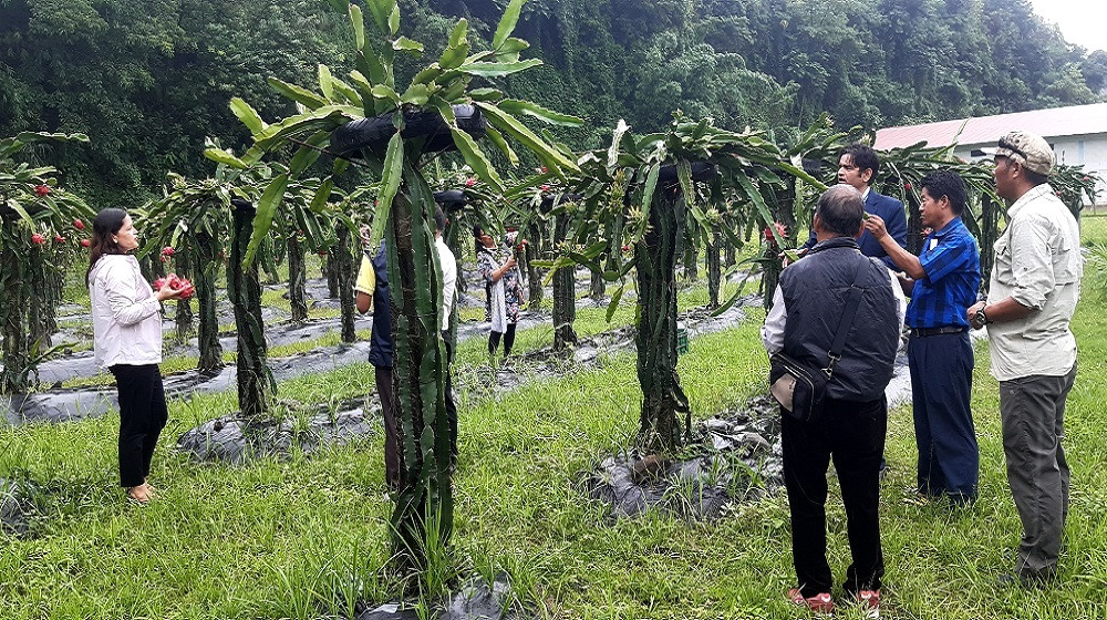 पहिले दुर्व्यसनीको अखडा, अहिले बन्यो ड्रागन फ्रुटको बगैँचा